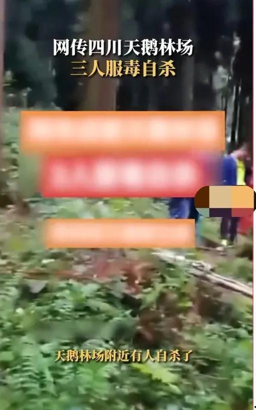 天鹅林场最新爆料信息,揭秘背后惊人真相