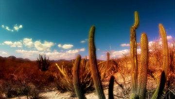 最新沙漠爆料视频下载安装