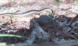 南京大花蛇最新爆料,揭秘神秘事件背后真相