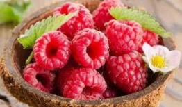 树莓最新爆料视频