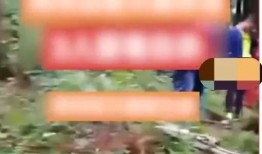 天鹅林场最新爆料信息,揭秘背后惊人真相