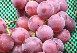 葡萄酒最新爆料新闻