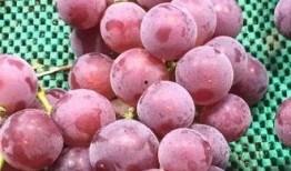 葡萄酒最新爆料新闻