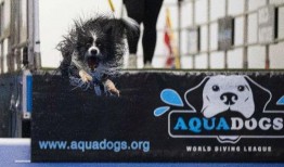 一个狗狗最新爆料图片表情包,萌态可掬，笑翻网友