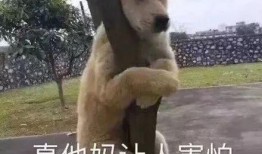 一个狗狗最新爆料图片表情包,萌态可掬，笑翻网友