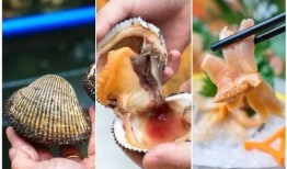 晶核最新版本爆料螺