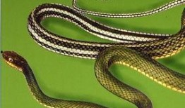 南京大花蛇最新爆料,揭秘神秘事件背后真相